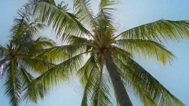 蓝天下的棕榈树.夏威夷热带岛屿上的海滩。金黄色阳光下的棕榈树在红色相机上慢镜头拍摄。椰子树的底部视图。蓝天背景下的绿色棕榈树